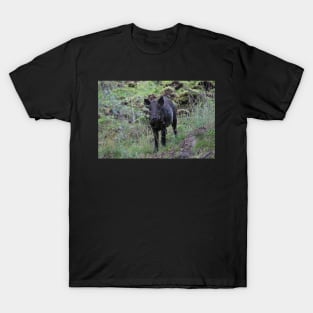 Wild boar T-Shirt